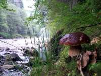 Дитячий табір Карпатський передзвін в стилі Етно (Осінь) Карпати/Верховина